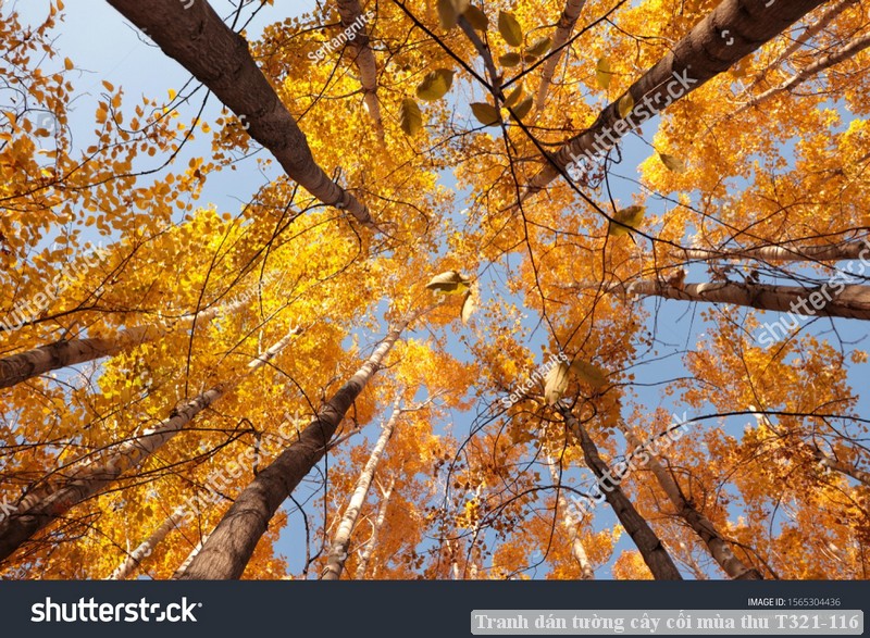 Tranh dán tường phong cảnh hồ thác, cây cối T321-489